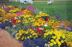 Aikaa vievät monivuotiset kasvit vaativat päivittäistä huomiota. Nämä kasvit kärsivät pakkasesta ja altistuvat helposti erilaisille sairauksille ja tuholaisille.