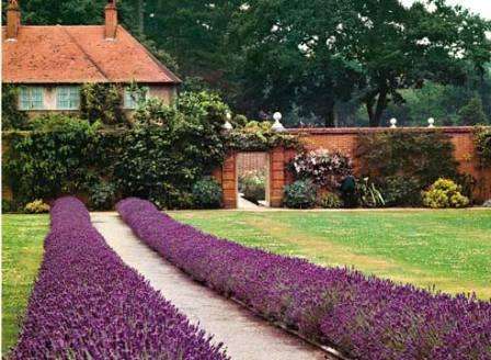 Reunat näyttävät raidoilta, joiden leveys on enintään puoli metriä. Pienet istutetaan kukkapenkeihin talon lähellä omin käsin.