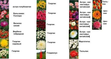 kukkapenkki kukkii koko kesän