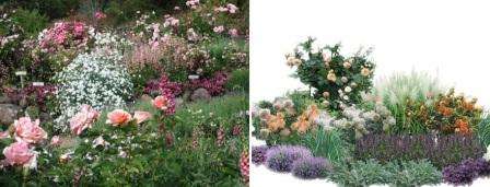 Lisäksi ruusuja voidaan leikata kesän aikana ja laittaa maljakkoon nauttimaan tuoksusta omassa huoneistossa.