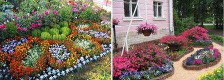 Istuta erivärisiä petunioita kukkapenkin keskelle ja saat kauniin kukkapuutarhan. Riippuvat kattilat näyttävät alkuperäisiltä, ​​jotka voidaan ripustaa huvimajaan ja täydentää kirkkailla väreillä ulkoa.