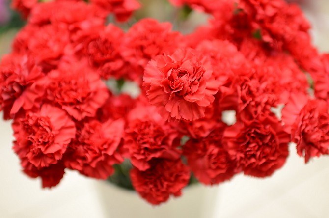 Puutarha neilikka (hollanti)