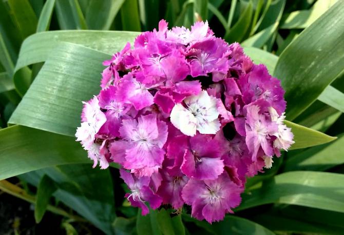 Neilikka parrakas (turkki)