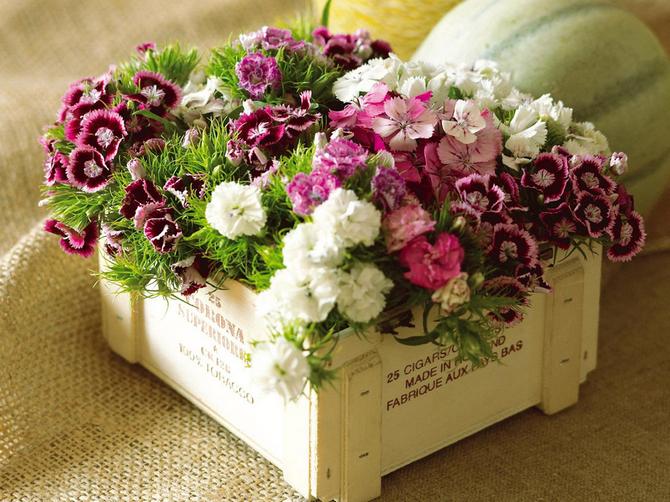 Kukkien hoito ja lisääntyminen