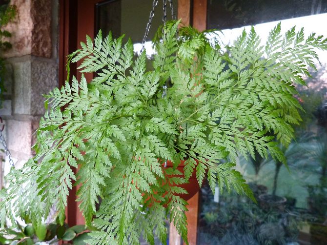 Δημοφιλείς τύποι dawallia