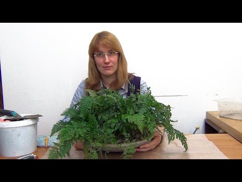 Νταβάλια. Νοσηλευτική και αναπαραγωγή.