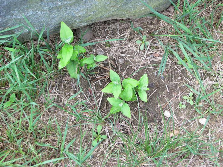 زرع العمل في أرض مفتوحة