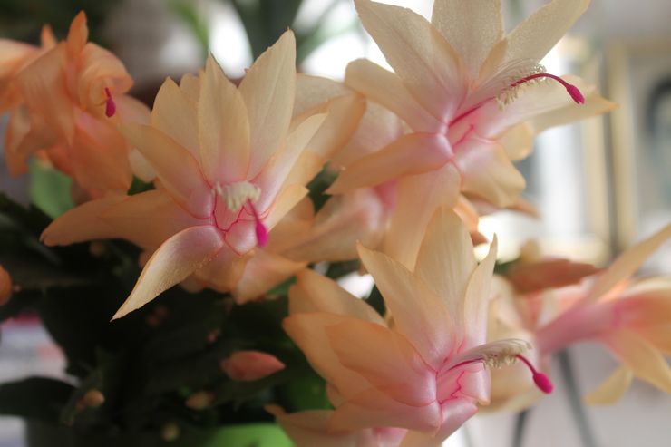 كريم ديسمبريست الذهبي