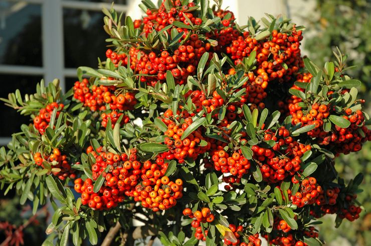 Pyracantha busk