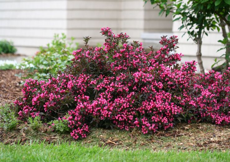 Weigela busk