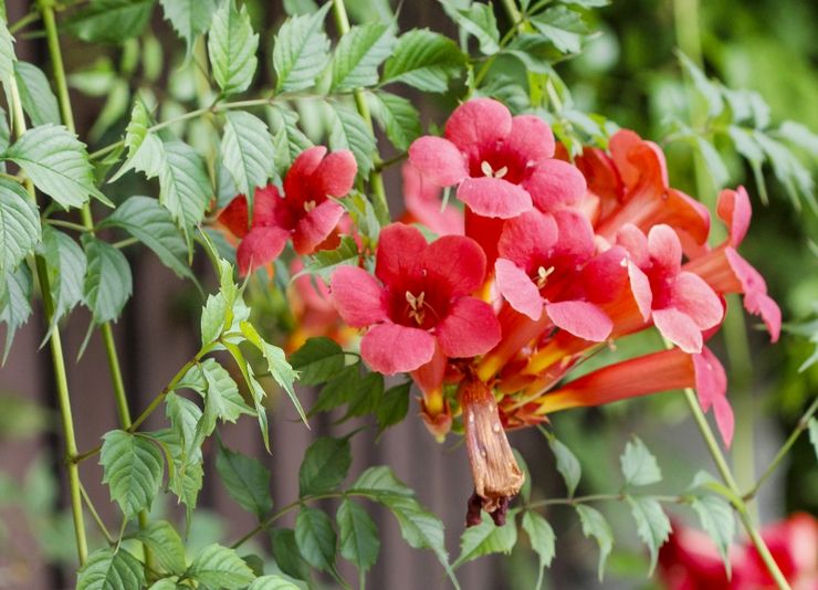 Varianter af prydbuske