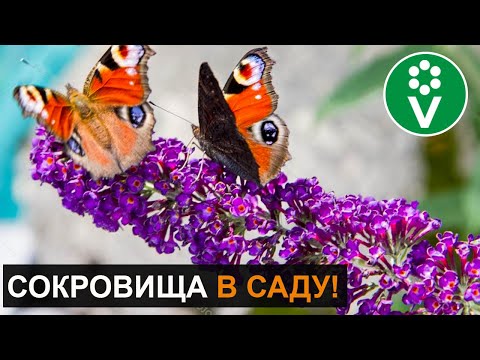 Pyntbuske til din have!