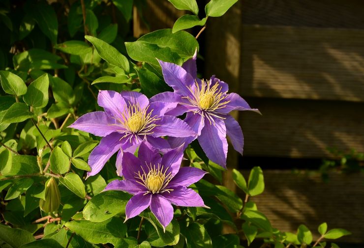 Clematis busk