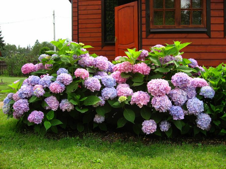 Hortensia busk