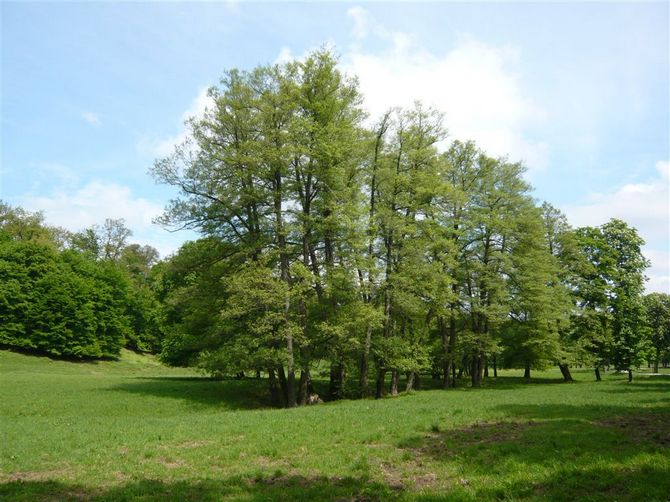 Kde rastie jelša čierna?