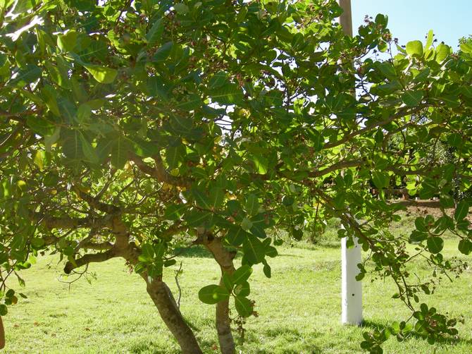 Kešu starostlivosť