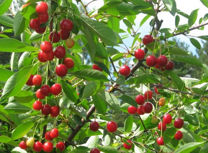 Vysádzanie a odchádzanie