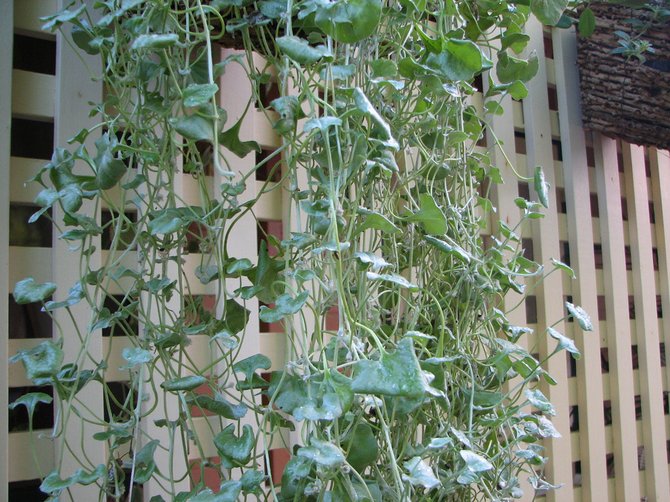 Dichondra pleje derhjemme