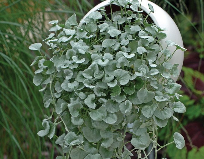 Dichondra - hjemmepleje. Dichondra dyrkning, transplantation og reproduktion. Beskrivelse, typer. Foto