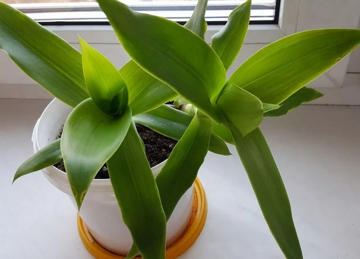 Dichorizandra ejendomme