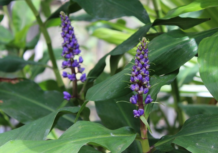 Dichorizandra penselfarvet