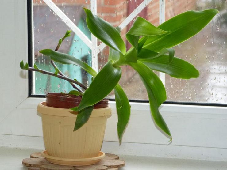 Dichorizandra pleje derhjemme