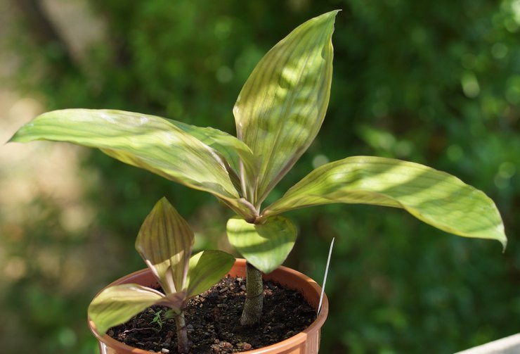 Reproduktion af dichorizandra