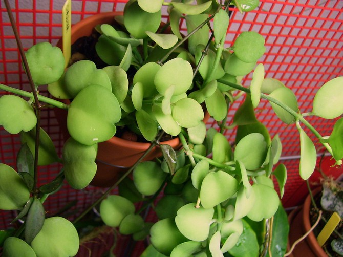 Dyschidia vokser kun godt under konstant høj luftfugtighed.