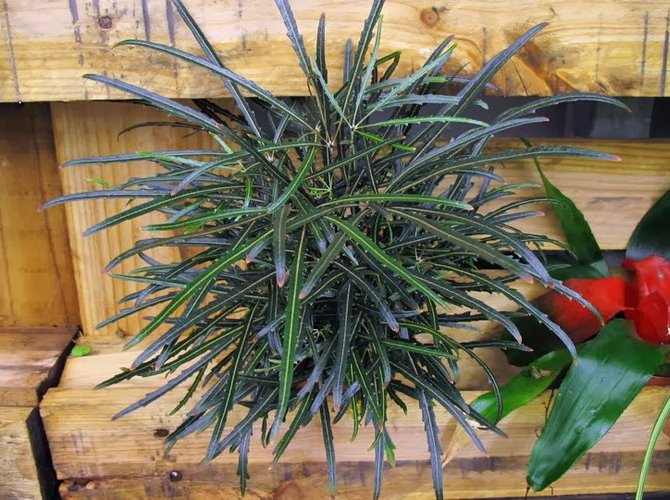 رعاية Dizygoteka في المنزل