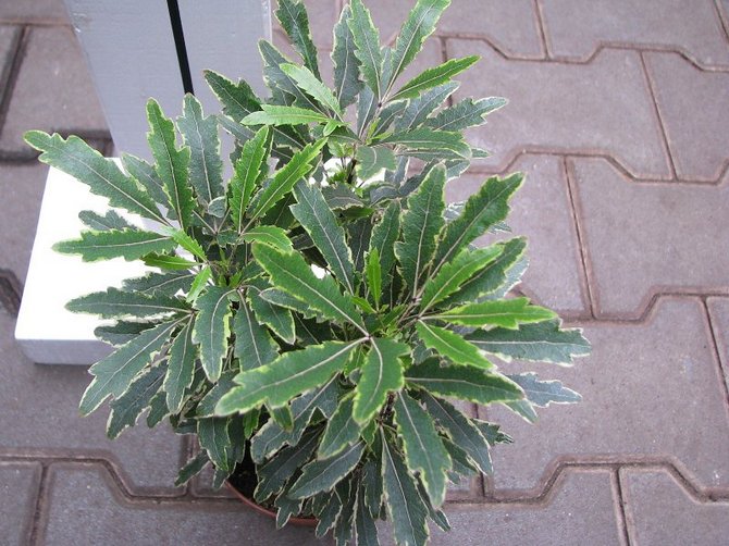 من الضروري سقي النبات في فصلي الربيع والصيف بكميات كافية ، لكن لا تفيض