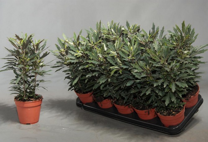 استنساخ الديزيغوتيكا