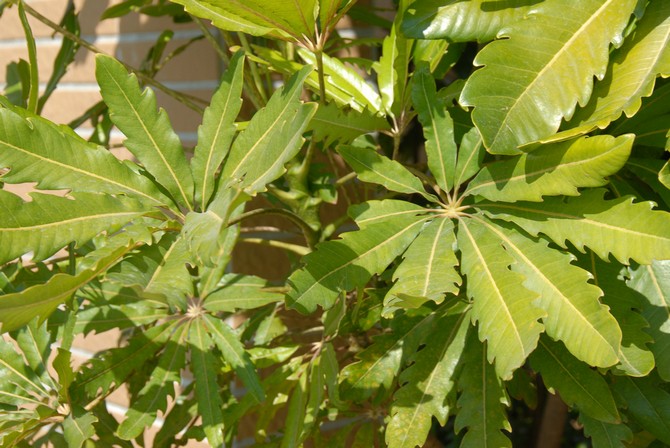 الأنواع الشعبية من الديزيجوتيك