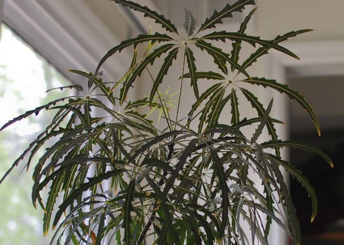 Dizigoteka - الرعاية المنزلية. زراعة وزرع وتكاثر ديزيغوتيكا. الوصف والأنواع والصور