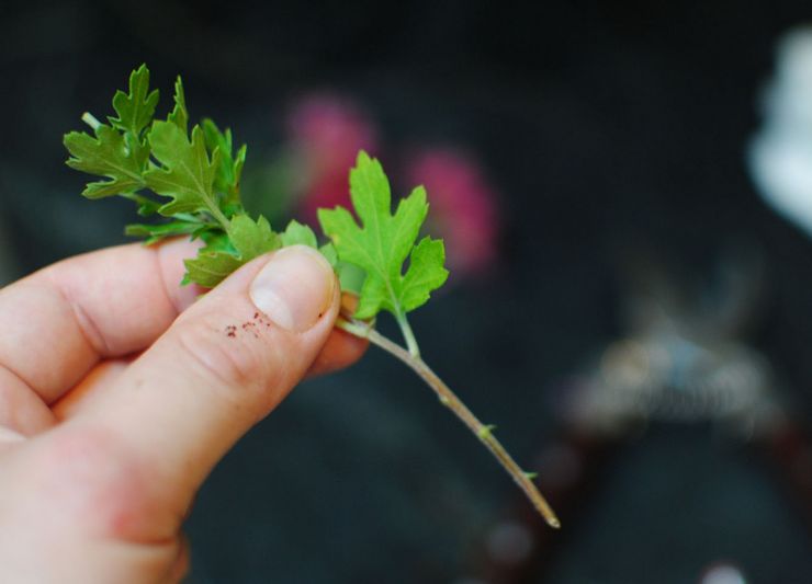 Huoneen krysanteemin lisääntyminen pistokkailla