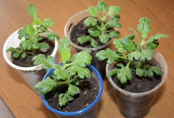 Kasvava huoneen krysanteemi siemenistä