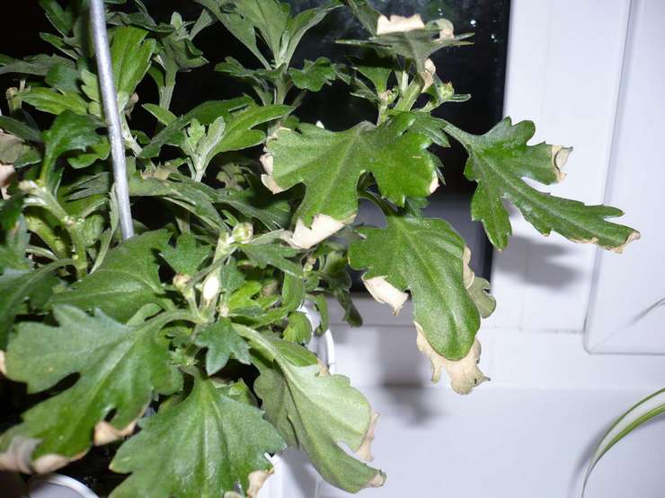 Krysanteemien sairaudet ja tuholaiset