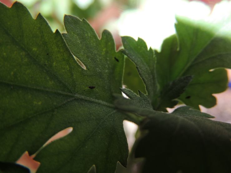 Kotimaisten krysanteemien tuholaiset
