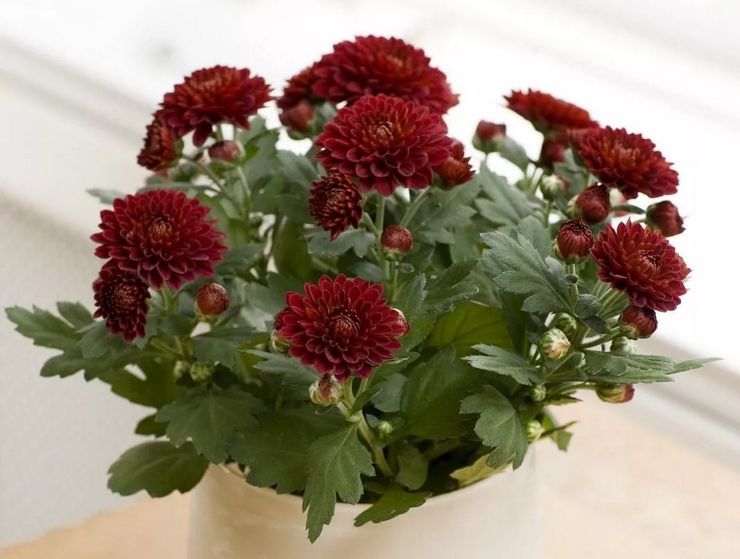 Kuvaus kodin krysanteemista