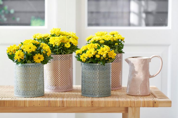 Krysanteemin hoito kotona