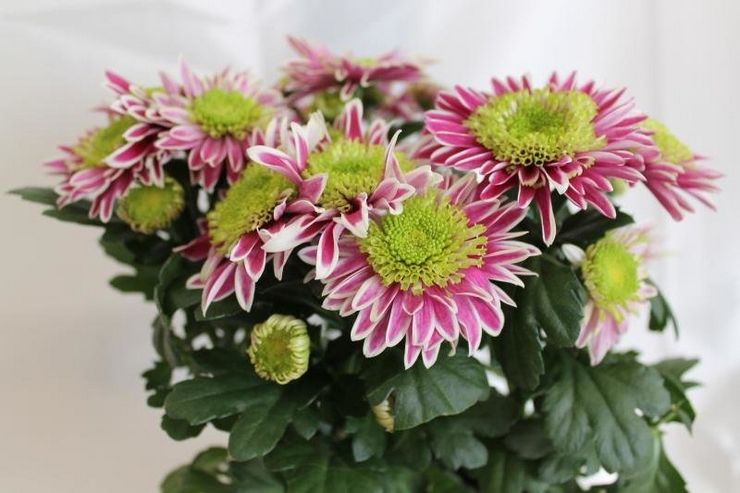 Kasteluhuone krysanteemi