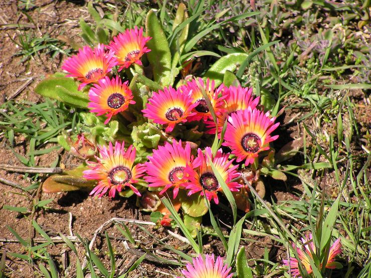 Dorotheanthus kronbladsløs