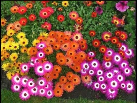 DOROTEANTUS eller KRYSTALKAMOMIL !!! vi sår på frøplanter.