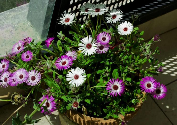 Dorotheanthus pleje derhjemme