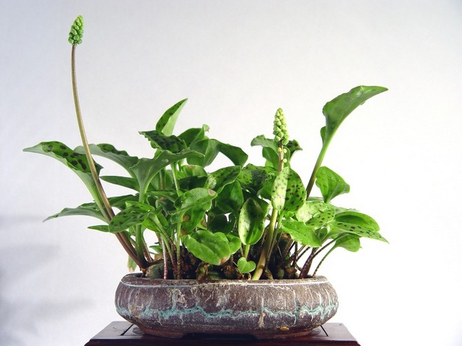 Drimiopsis - hjemmepleje. Dyrkning, transplantation og reproduktion af Drimiopsis. Beskrivelse, typer, fotos