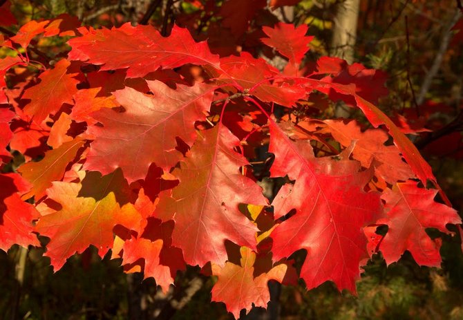 في الأيام الخوالي ، كان يتم إعطاء الأفضلية للأثاث المصنوع من خشب البلوط.