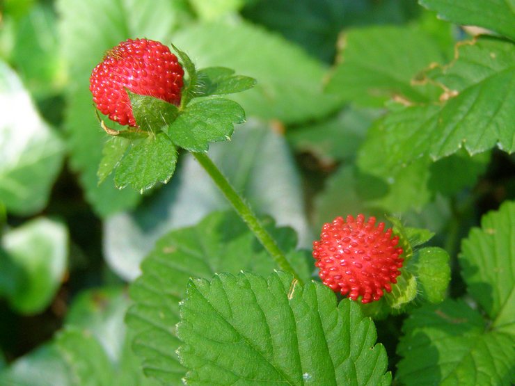 Περιγραφή του ducheneuil