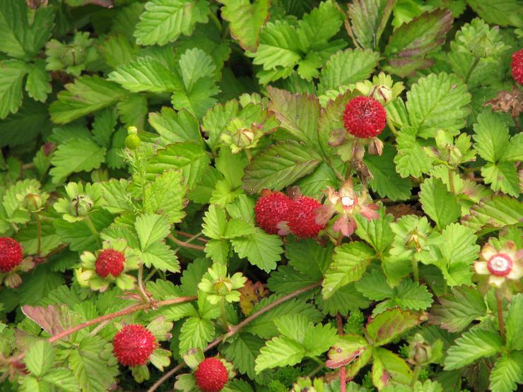 Τύποι και ποικιλίες ducheneu