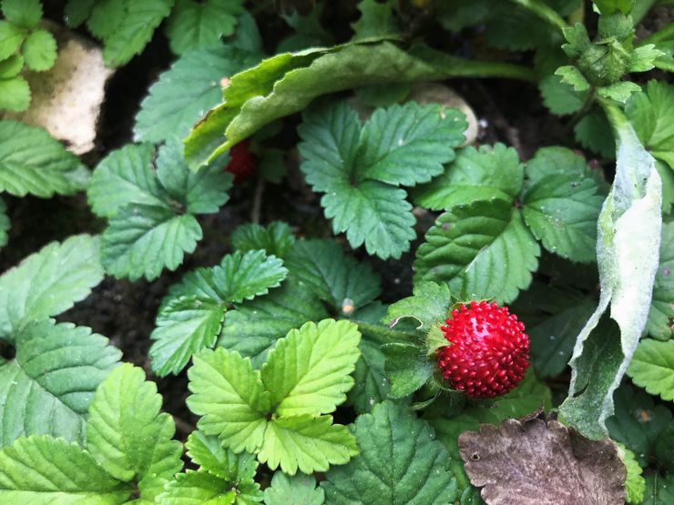 Ινδική φροντίδα Dusheney