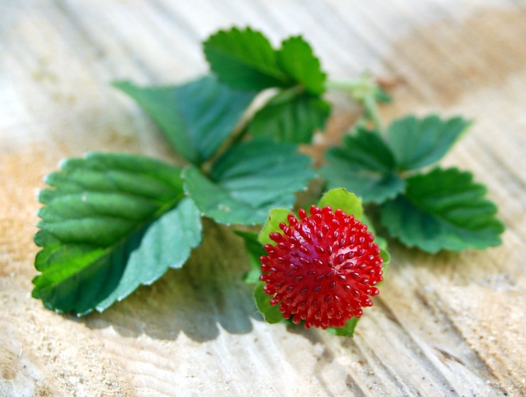 Εφαρμογή του ducheneuil