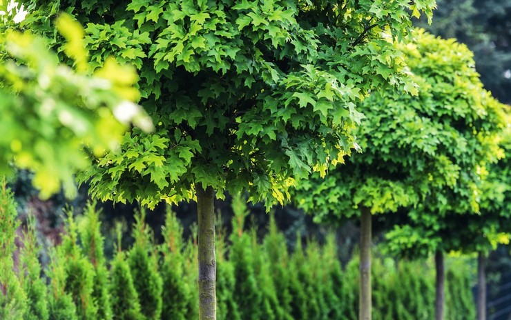 Upeita puita, joissa on pyöreä kruunu puutarhan maisemoinnissa